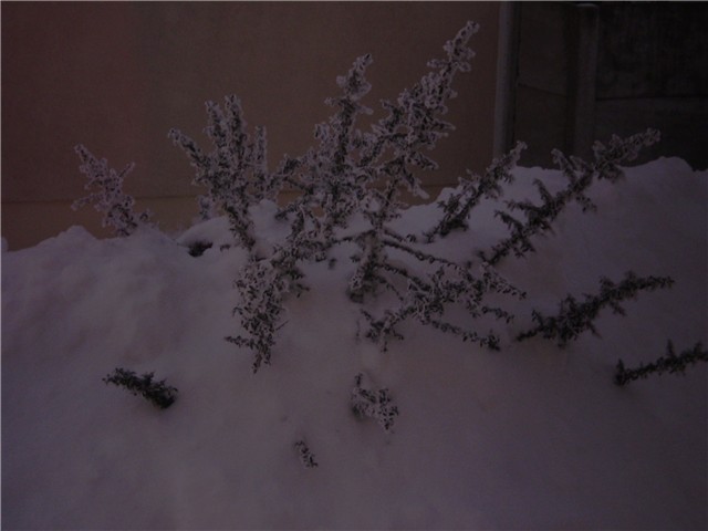 ledeno